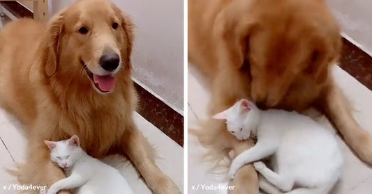 Adorably Protective Cat Refuses to Share Beloved Dog Friend