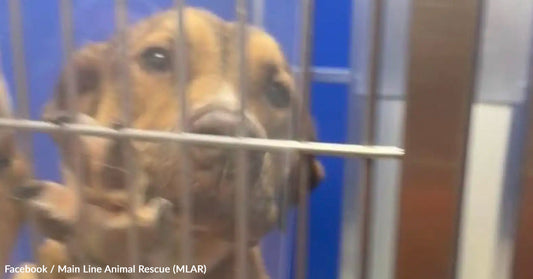 Brown dog looking through cage bars at an animal shelter.