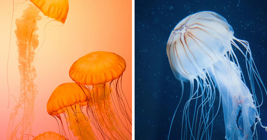 Scientists Uncover Mysterious Ocean Barrier That  Divides Identical Jellyfish Into Separate Worlds