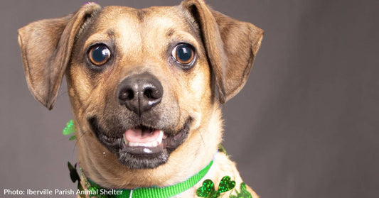 Elderly Couple Arrive At Shelter In Tears To Surrender Their Dog After Receiving Devastating News