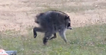 'Jimothy,' Seattle’s Strangest Raccoon Becomes a Viral Neighborhood ...