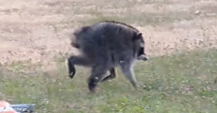 'Jimothy,' Seattle’s Strangest Raccoon Becomes a Viral Neighborhood ...