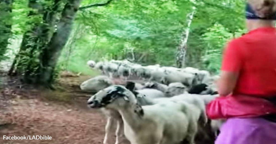 100 Lost Sheep Hope to Find Their Way Back Home by Following a Jogger