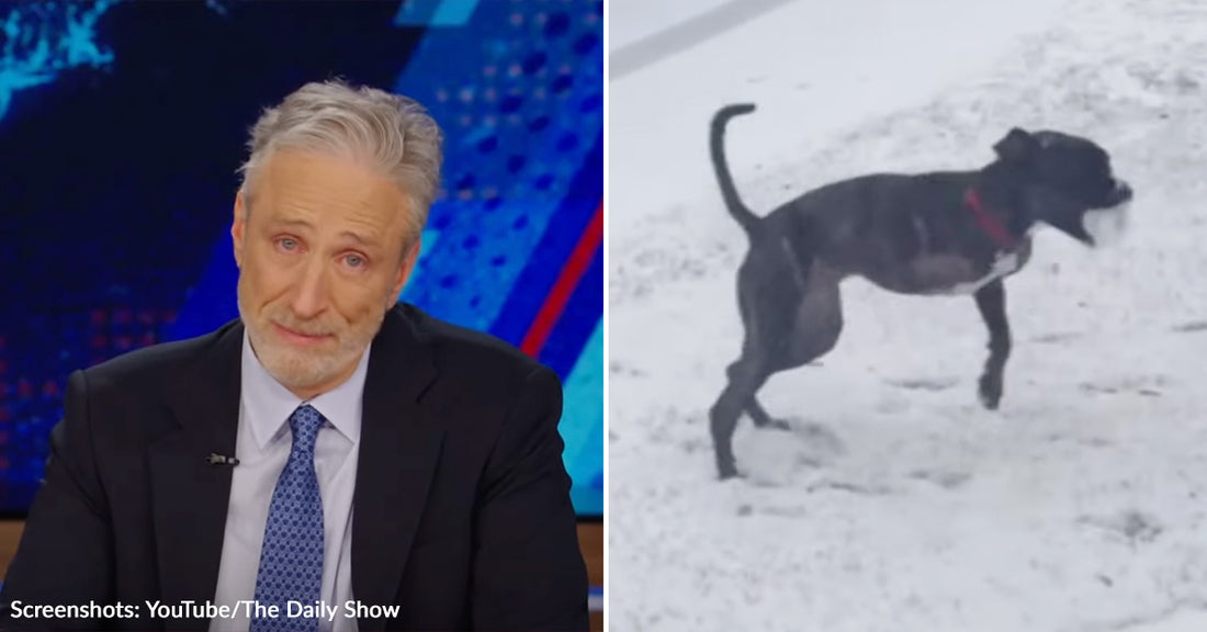 Jon Stewart Chokes Back Tears As He Shares On The Daily Show That His Dog, Dipper, Has Passed Away