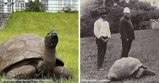 Jonathan the Tortoise Celebrates 191 Years, Defying Time on St. Helena