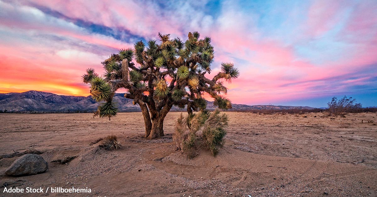 Joshua Tree Raves The Joshua Tree: An Iconic American Species on the Brink of Extinction ...