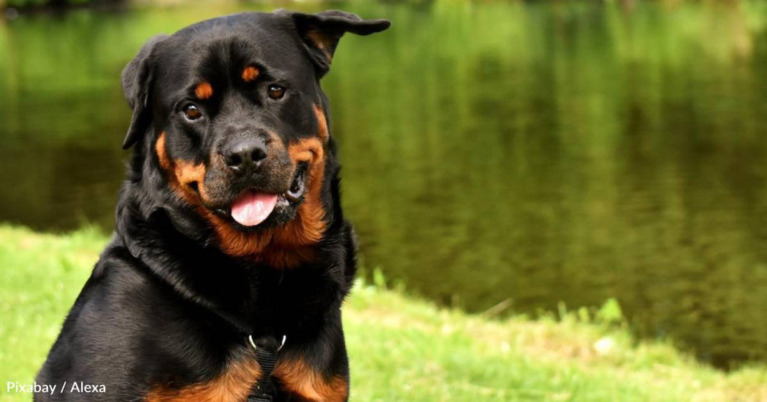 Terrified Young Rottweiler Rescued Just Before Being Put Down