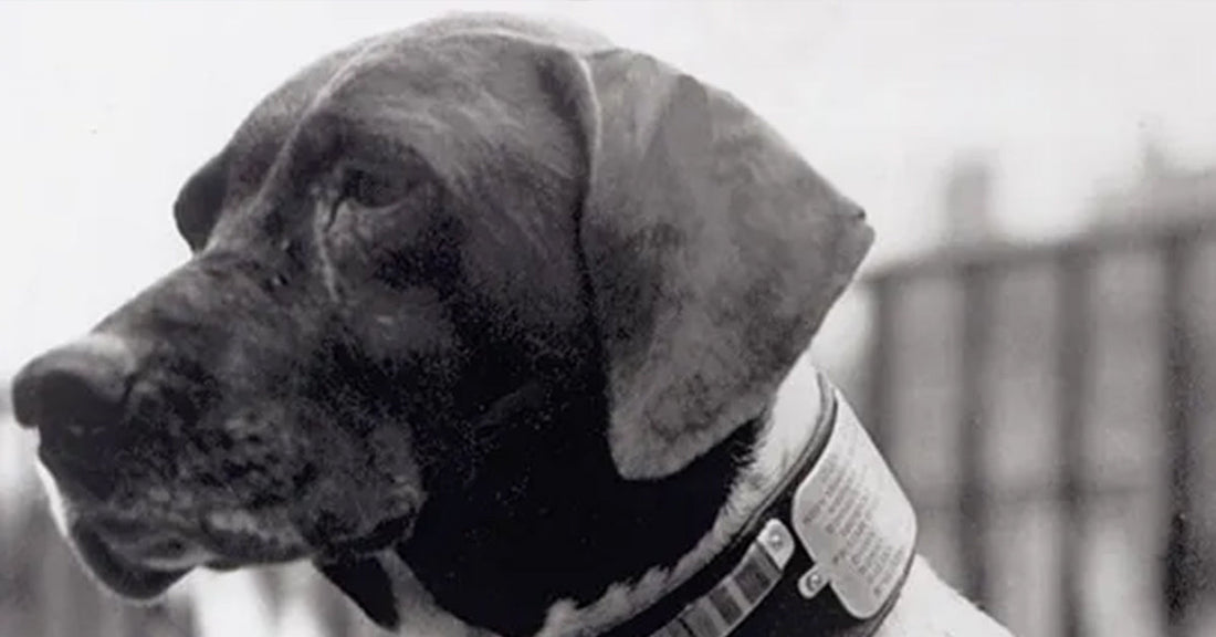 Judy the Dog: World War II Hero, And The Only Animal Held As A POW