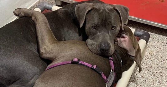 Two Inseparable Pitties Bond In Shelter And Finally Find A Forever Home - Together