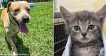Flight to Freedom Is Giving Over 40 Shelter Pets the Best Gift Ever - A Second Chance