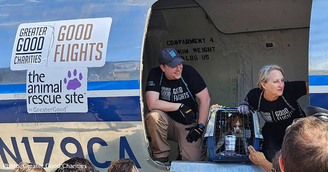 Monumental Flight Lands In Wisconsin Carrying Over 80 Shelter Pets