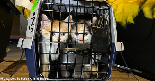 Over 100 Shelter Cats Will Board Flight to Freedom to Find Forever Homes
