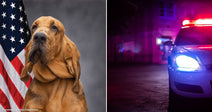 A Police Bloodhound Named Blue Joined the Force as a Puppy and Died In His Handler's Car