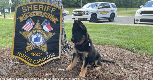 North Carolina Police Ask For Name Suggestions For New K-9 Pup and Receive Thousands