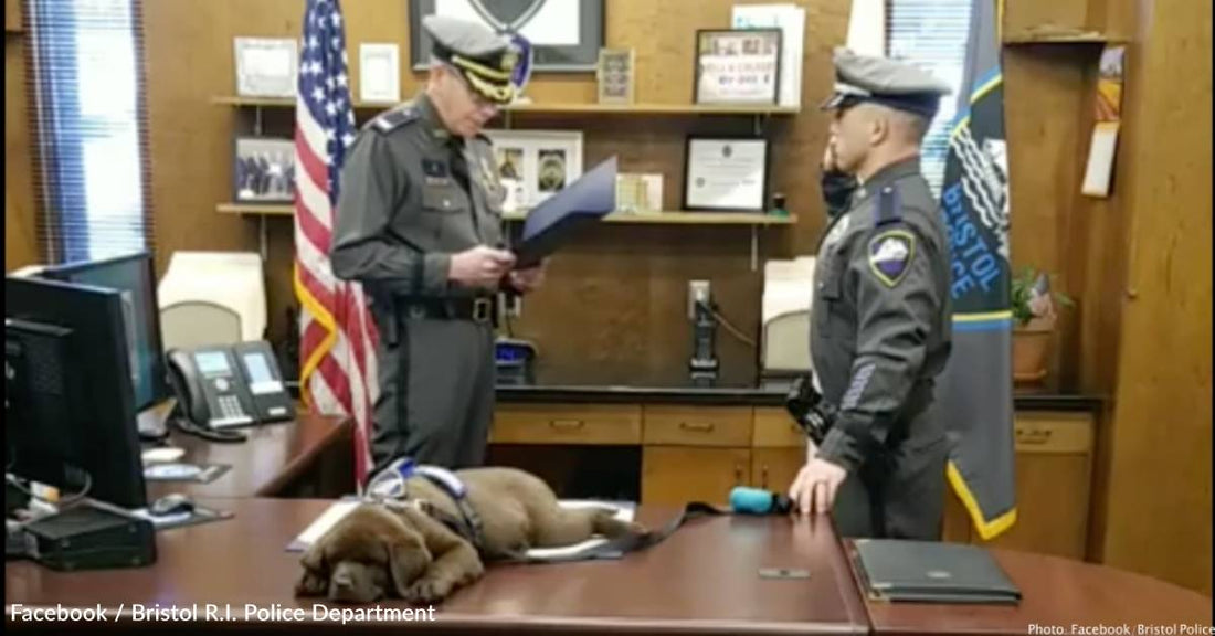 Adorable K-9 Puppy Sleeps Through His Entire Swearing-In Ceremony