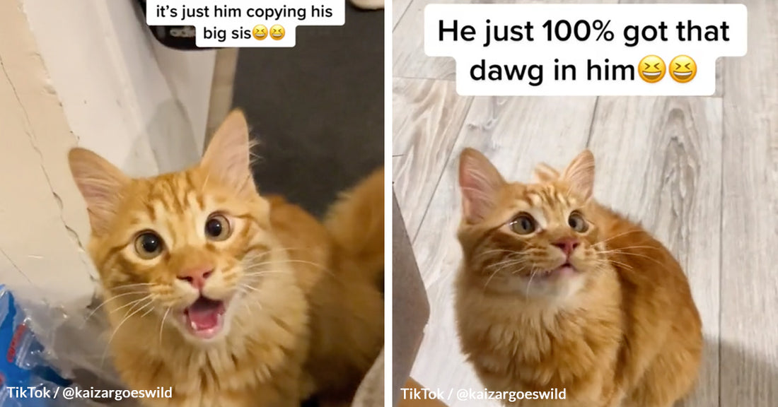 Kaizar, the Dog-Like Cat, Has Captured Hearts Worldwide