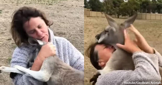 An Affectionate Kangaroo Loves to Hug Others, Especially His Human Mom