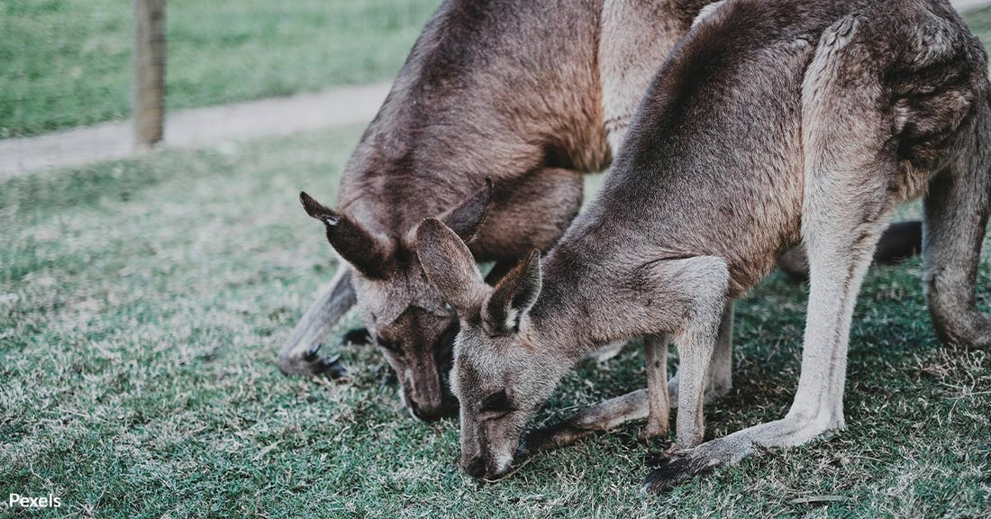 Kangaroo Leather Industry Fuels Brutal Slaughter and Threatens Species Survival