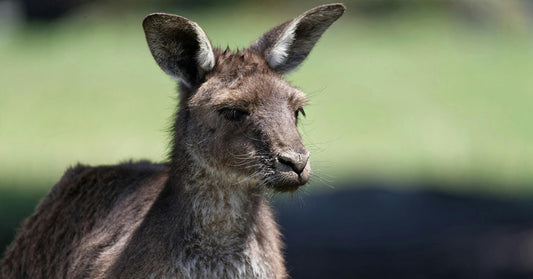 Close-up portrait of a kangaroo outdoors, its face and ears clearly visible against a soft green background.