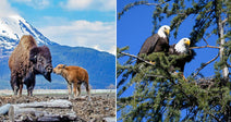On the left, an adult bison and a calf nuzzle in a mountainous landscape; on the right, two bald eagles perch together in a nest atop a pine tree.