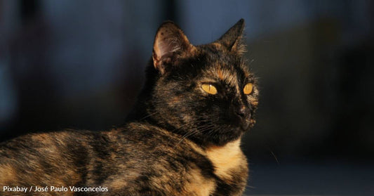 Unfriendly' Cat Who Had Lived in Shelter for Two Years Finally Finds Forever Home