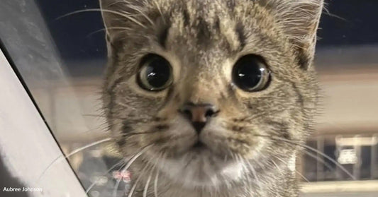 Close-up of a curious cat with large eyes and a striped face.