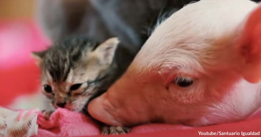 Rescue Piglet Becomes Best Friends With Orphaned Kittens