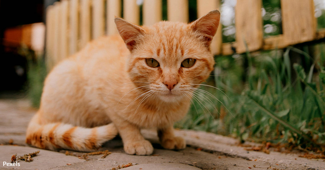 The Hidden Struggle Behind Kitten Season — Overwhelmed Shelters and Pets in Peril