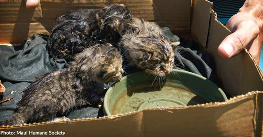 Animal Shelters Struggle To Care For Massive Influx of Kittens During "Kitten Season"