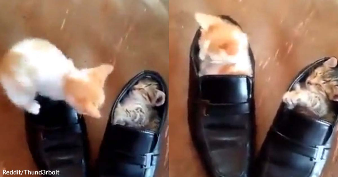 Kitten Successfully Turned a Shoe into Its Own Bed After Several Adorable Attempts