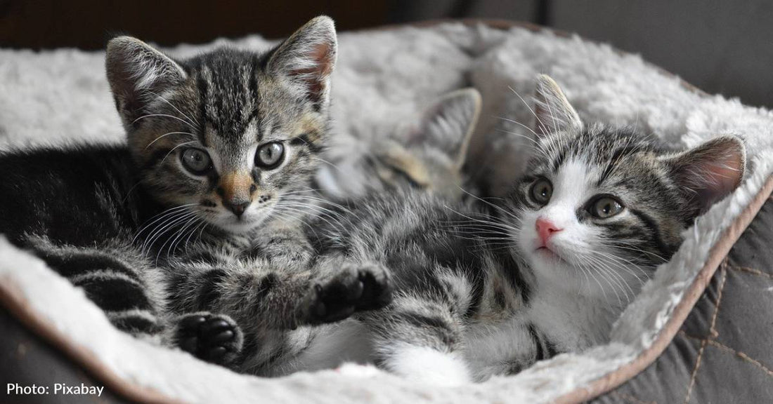 Nursing Home Uses "Kitten Therapy" to Help Seniors and Foster Kittens Comfort Each Other