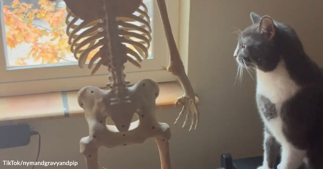 A gray-and-white cat sits by a window, staring at a life-sized skeleton decoration positioned beside it.