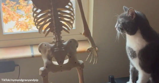 A gray-and-white cat sits by a window, staring at a life-sized skeleton decoration positioned beside it.