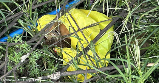 A kitten is trapped inside a yellow plastic bag tangled in brush and branches.