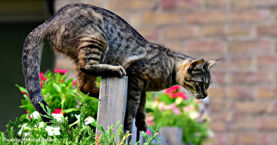 Stray Cat Shows Up Just As Family Loses Their Two Beloved Senior Cats