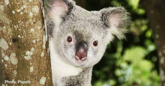 Bio-Banking May Help Save Koalas from Extinction