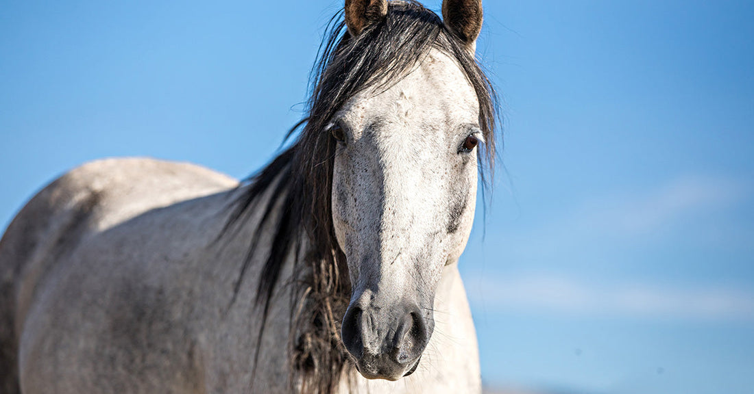 Loose Horse Shot and Killed Outside Police Department
