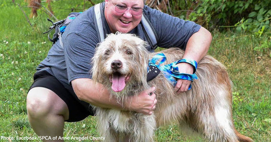 After Waiting 7 Long Years, Shelter Dog Kylo Finally Finds His Person