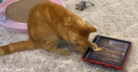 Cat Tries to Get Virtual Mouse on Tablet in Adorable Video