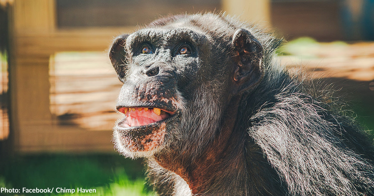 Chimps Who Spent Decades in New Mexico Lab Finally Safe at Sanctuary ...