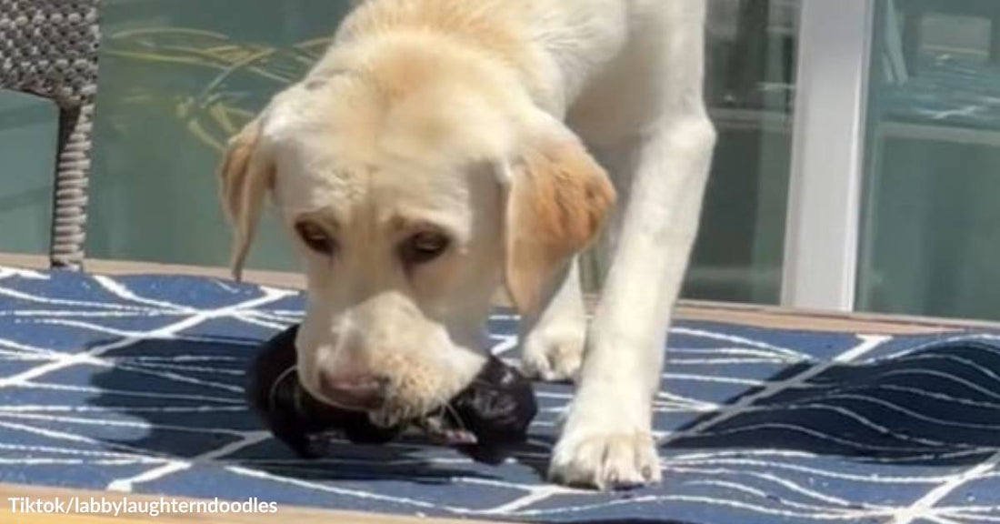 After the Tragic Loss of Her 9 Puppies, Labrador Wants to Be a Good Mom to Tiny Survivor