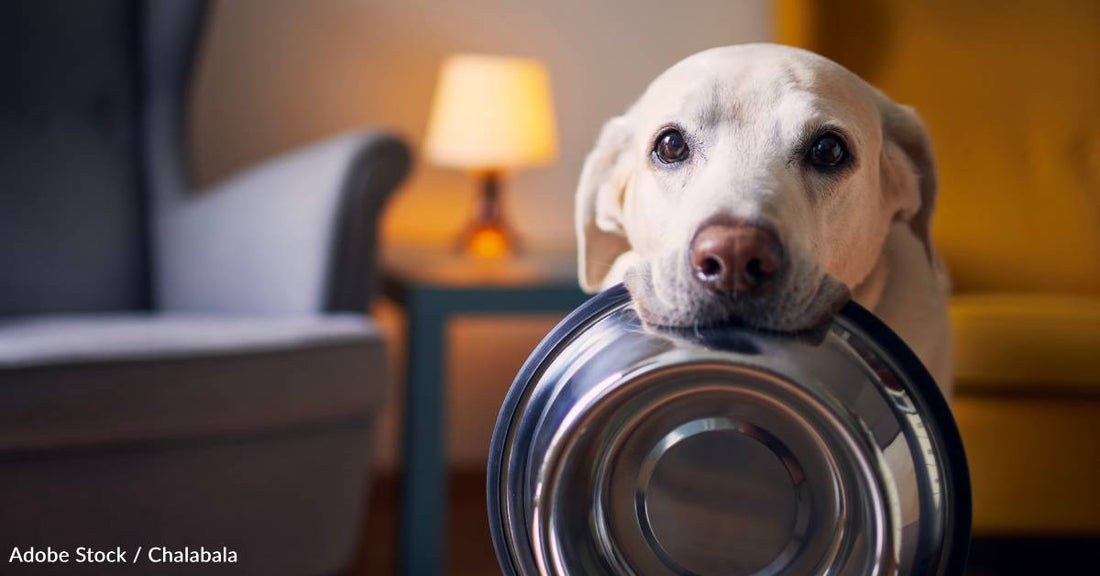 Genetic Mutation Common in Labradors Makes Them Hungrier, But Also Gives Them Slower Metabolism