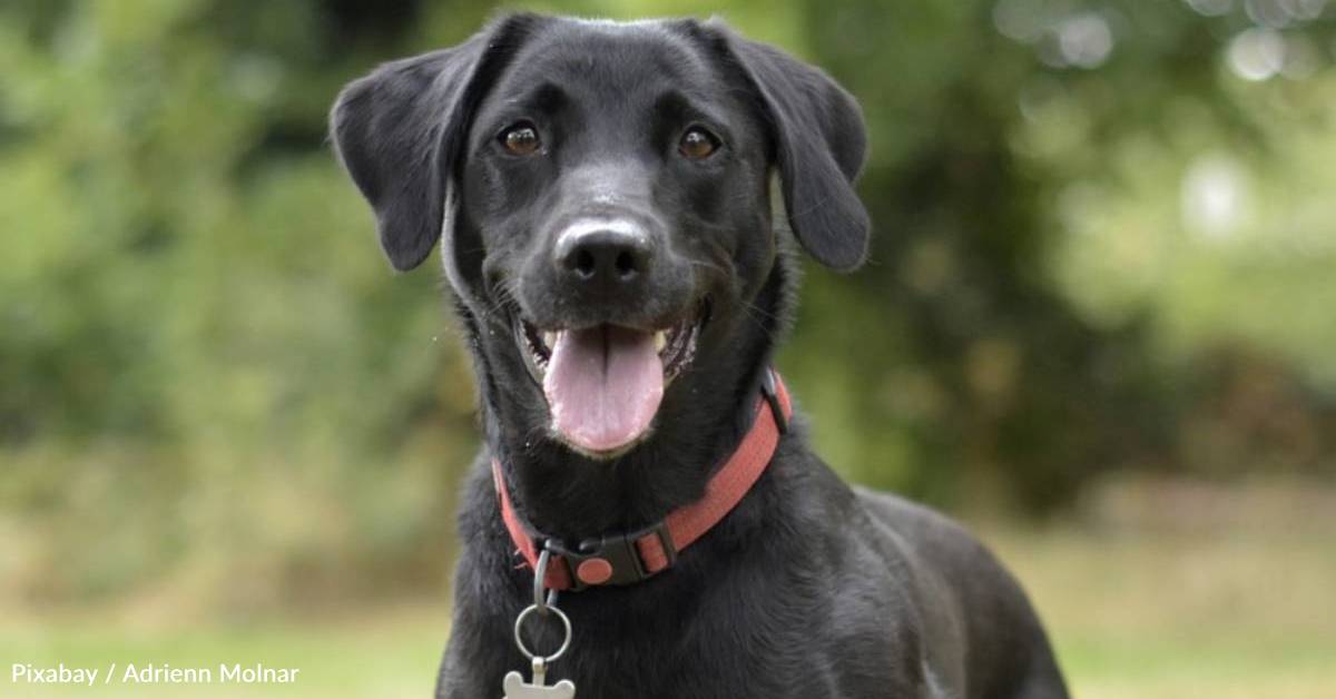 God Labrador They Get Along Well with Cats, and Other Fun Facts About Labrador ...