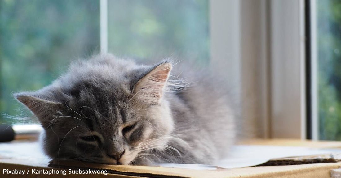 Sneezing Gray Cat on Death Row Yowls Herself Into New Home