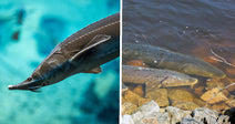 Split image showing a close-up lake sturgeon in blue water beside three sturgeon gathered near rocks in shallow shoreline water.