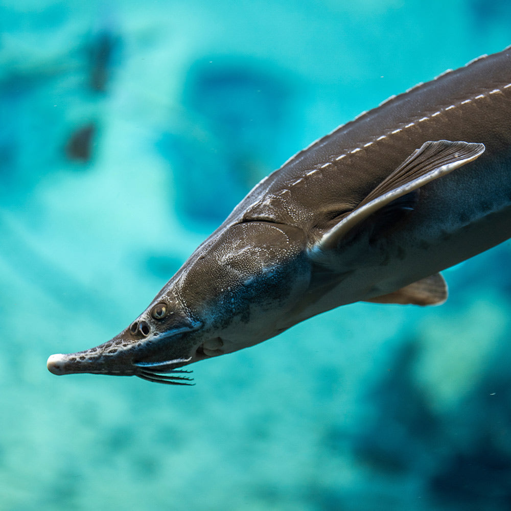 Protect Lake Sturgeon Before Ancient Fish Disappear