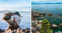 Split image showing a mallard duck standing in shallow lake water beside kayakers paddling along a rocky Lake Tahoe shore.