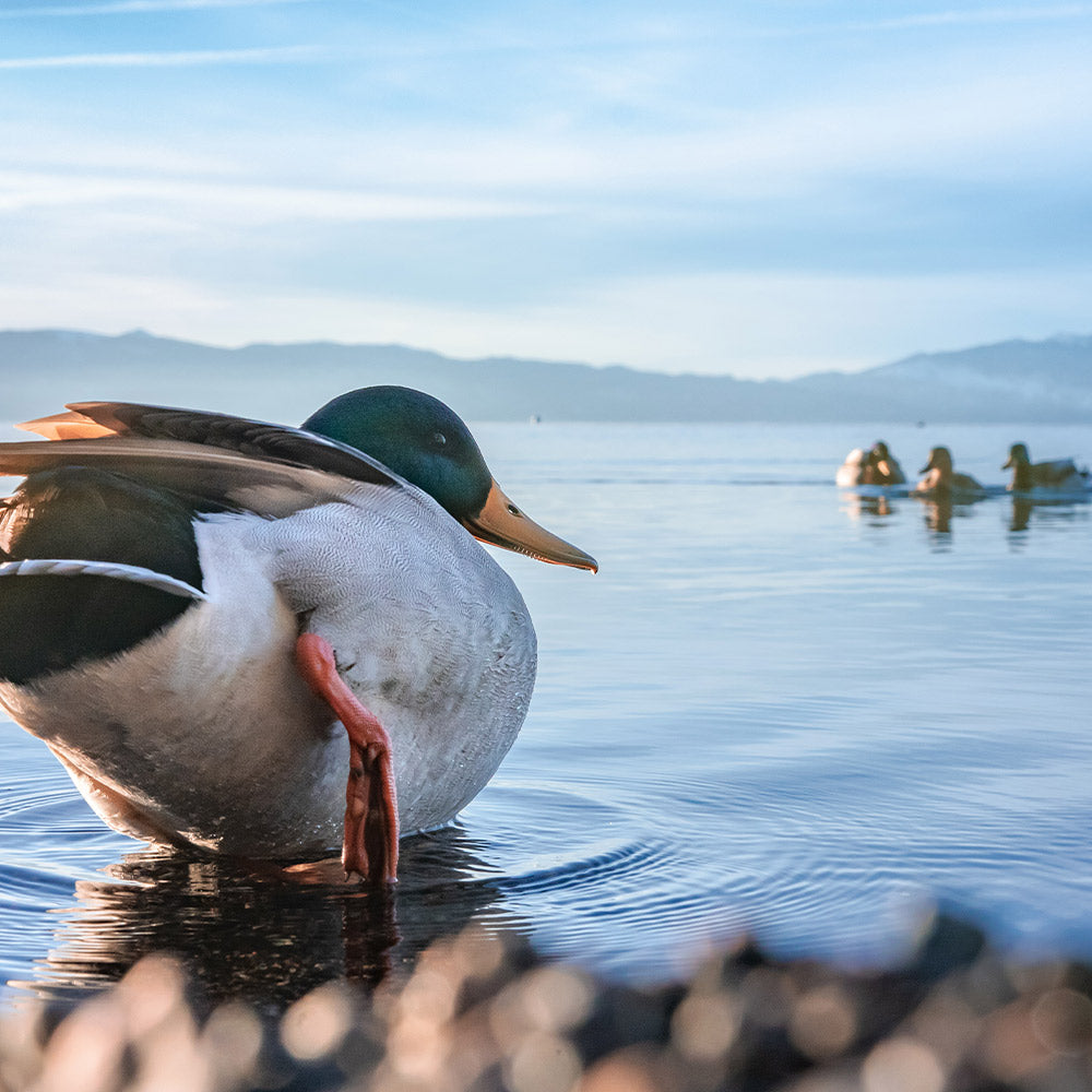 Stop Glyphosate Spraying Near Lake Tahoe Wildlife Habitat