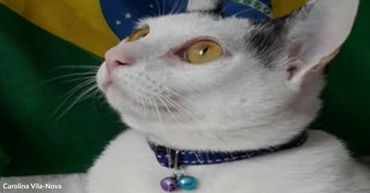 A white cat with yellow eyes looking up.