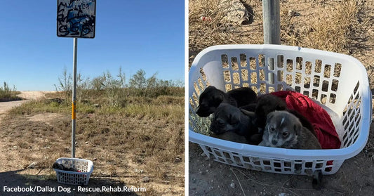 A laundry basket filled with tiny puppies sits abandoned under a roadside sign in a dry, scrubby area, shown again in a closer view with a red blanket inside.